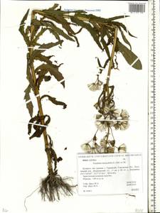 Erechtites hieraciifolia (L.) Raf. ex DC., Eastern Europe, Belarus (E3a) (Belarus)