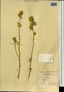 Althaea, South Asia, South Asia (Asia outside ex-Soviet states and Mongolia) (ASIA) (Iran)