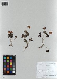 KUZ 000 742, Trifolium repens L., Siberia, Altai & Sayany Mountains (S2) (Russia)