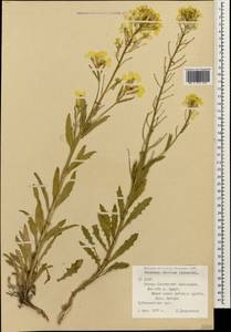 Erysimum ibericum (Adams) DC., Caucasus, North Ossetia, Ingushetia & Chechnya (K1c) (Russia)