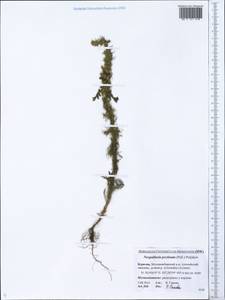 Neopallasia pectinata (Pall.) Poljakov, Siberia, Baikal & Transbaikal region (S4) (Russia)