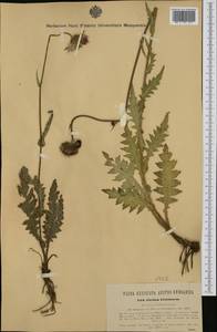 Cirsium ×linkianum M. Loehr, Western Europe (EUR) (Italy)