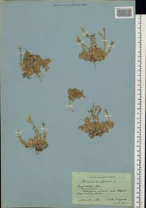 Cerastium alpinum L., Eastern Europe, Northern region (E1) (Russia)
