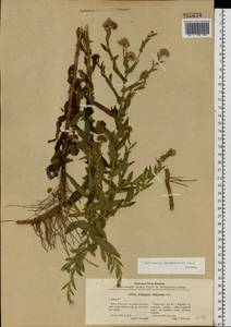 Pulicaria dysenterica (L.) Bernh., Eastern Europe, South Ukrainian region (E12) (Ukraine)