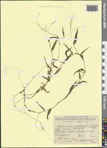 Oplismenus undulatifolius (Ard.) P.Beauv., Caucasus, Georgia (K4) (Georgia)