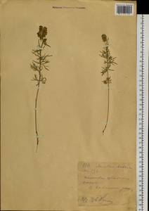 Aconitum anthoroideum DC., Siberia, Western (Kazakhstan) Altai Mountains (S2a) (Kazakhstan)