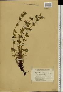Lophanthus krylovii Lipsky, Siberia, Western (Kazakhstan) Altai Mountains (S2a) (Kazakhstan)