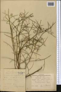 Chondrilla ambigua Fisch. ex Kar. & Kir., Middle Asia, Caspian Ustyurt & Northern Aralia (M8) (Kazakhstan)
