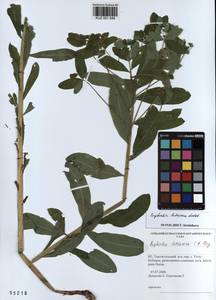 KUZ 001 548, Euphorbia pilosa L., Siberia, Altai & Sayany Mountains (S2) (Russia)