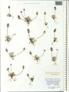 Ceratocephala orthoceras DC., Caucasus, Stavropol Krai, Karachay-Cherkessia & Kabardino-Balkaria (K1b) (Russia)