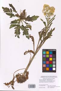 Tephroseris palustris (L.) Fourr., Eastern Europe, Eastern region (E10) (Russia)