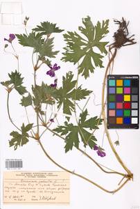 Geranium palustre L., Eastern Europe, Moscow region (E4a) (Russia)