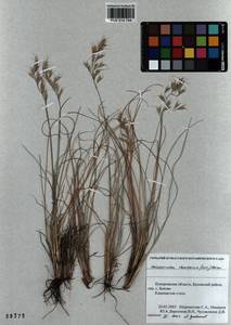 Helictotrichon desertorum (Less.) Pilg., Siberia, Altai & Sayany Mountains (S2) (Russia)