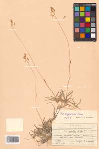 Poa macrocalyx Trautv. & C.A.Mey., Siberia, Russian Far East (S6) (Russia)