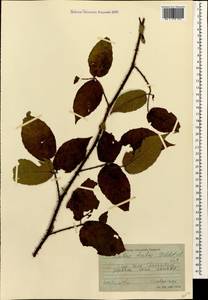 Rubus hirtus Waldst. & Kit., Caucasus, Georgia (K4) (Georgia)