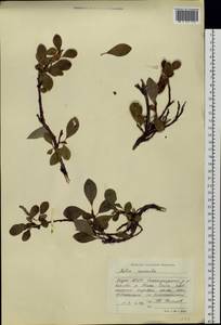 Salix sphenophylla A. K. Skvortsov, Siberia, Yakutia (S5) (Russia)