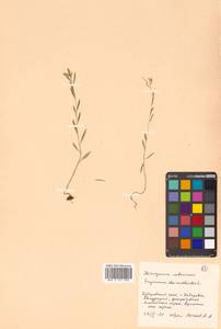 Erysimum cheiranthoides L., Siberia, Russian Far East (S6) (Russia)