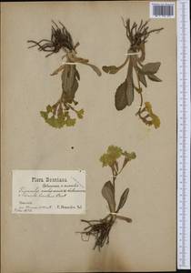 Primula veris subsp. columnae (Ten.) Maire & Petitm., Western Europe (EUR) (Bosnia and Herzegovina)