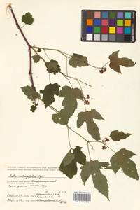 Rubus crataegifolius Bunge, Siberia, Russian Far East (S6) (Russia)