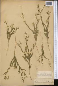 Centaurea pulchella Ledeb., Middle Asia, Syr-Darian deserts & Kyzylkum (M7) (Kazakhstan)