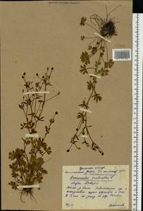 Ranunculus sceleratus L., Eastern Europe, Eastern region (E10) (Russia)