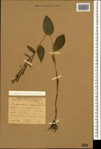 Cephalanthera damasonium (Mill.) Druce, Caucasus, Stavropol Krai, Karachay-Cherkessia & Kabardino-Balkaria (K1b) (Russia)