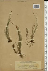 Carex supina Willd. ex Wahlenb., Eastern Europe, North Ukrainian region (E11) (Ukraine)