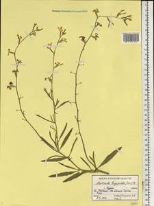 Matthiola longipetala subsp. bicornis (Sibth. & Sm.) P.W.Ball, Eastern Europe, Central forest-and-steppe region (E6) (Russia)