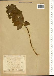 Euphorbia oblongifolia (K.Koch) K.Koch, Caucasus, Krasnodar Krai & Adygea (K1a) (Russia)