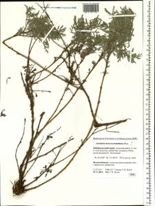 Artemisia gmelinii var. messerschmidiana (Besser) Poljakov, Siberia, Baikal & Transbaikal region (S4) (Russia)
