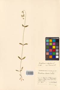 Cerastium holosteoides Fr., Siberia, Russian Far East (S6) (Russia)