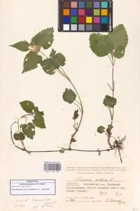 Lamium album subsp. album, Caucasus, Azerbaijan (K6) (Azerbaijan)