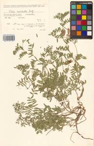 Vicia macrantha Jurtzev, Siberia, Chukotka & Kamchatka (S7) (Russia)