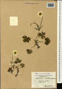 Ranunculus crassifolius (Rupr.) Grossh., Caucasus, South Ossetia (K4b) (South Ossetia)