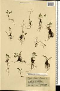 Thalictrum alpinum L., Mongolia (MONG) (Mongolia)