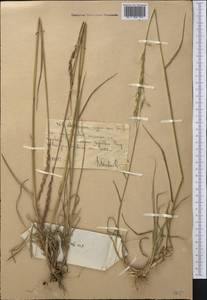 Elymus dentatus (Hook.f.) Tzvelev, Middle Asia, Western Tian Shan & Karatau (M3) (Uzbekistan)