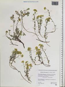 Odontarrhena obovata C. A. Mey., Siberia, Baikal & Transbaikal region (S4) (Russia)