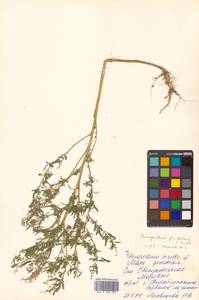 Chenopodium ficifolium Sm., Siberia, Russian Far East (S6) (Russia)