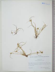 KHA2403, Cyperus michelianus (L.) Delile, Siberia, Russian Far East (S6) (Russia)