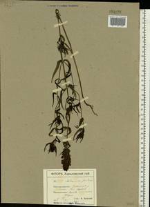 Melampyrum pratense L., Eastern Europe, South Ukrainian region (E12) (Ukraine)