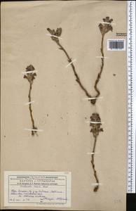 Phelipanche caesia (Rchb.) Soják, Middle Asia, Dzungarian Alatau & Tarbagatai (M5) (Kazakhstan)