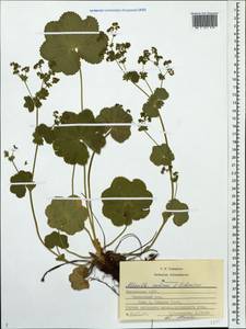 Alchemilla ventiana V. N. Tikhom., Eastern Europe, Middle Volga region (E8) (Russia)