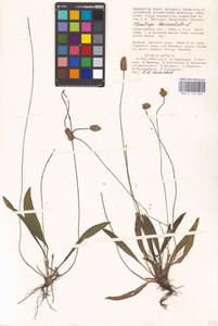 Plantago lanceolata L., Eastern Europe, Lower Volga region (E9) (Russia)