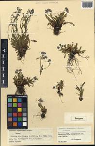 Myosotis alpestris subsp. alpestris, Caucasus, Armenia (K5) (Armenia)