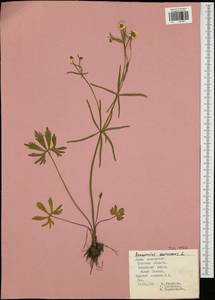 Ranunculus auricomus L., Eastern Europe, Central region (E4) (Russia)