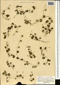 Hydrocotyle ramiflora Maxim., Caucasus, Georgia (K4) (Georgia)