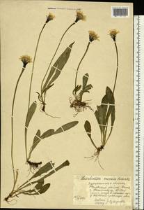 Scorzoneroides crocea (Haenke) Holub, Eastern Europe, West Ukrainian region (E13) (Ukraine)