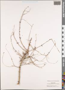 Xylosalsola richteri (Moq.) Akhani & Roalson, Middle Asia, Karakum (M6) (Turkmenistan)