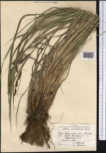 Carex acutiformis Ehrh., Middle Asia, Northern & Central Kazakhstan (M10) (Kazakhstan)