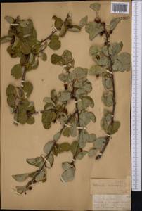 Cotoneaster multiflorus Bunge, Middle Asia, Dzungarian Alatau & Tarbagatai (M5) (Kazakhstan)